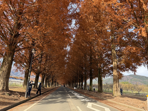 紅葉のメタセコイア並木🍂